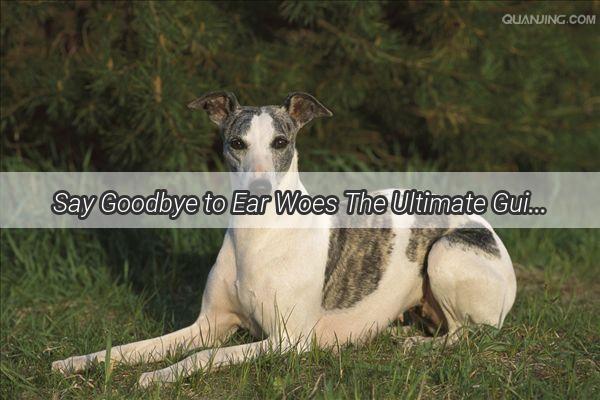 Say Goodbye to Ear Woes The Ultimate Guide to Choosing the Perfect Ear Cleaning Solution for Your Pooch